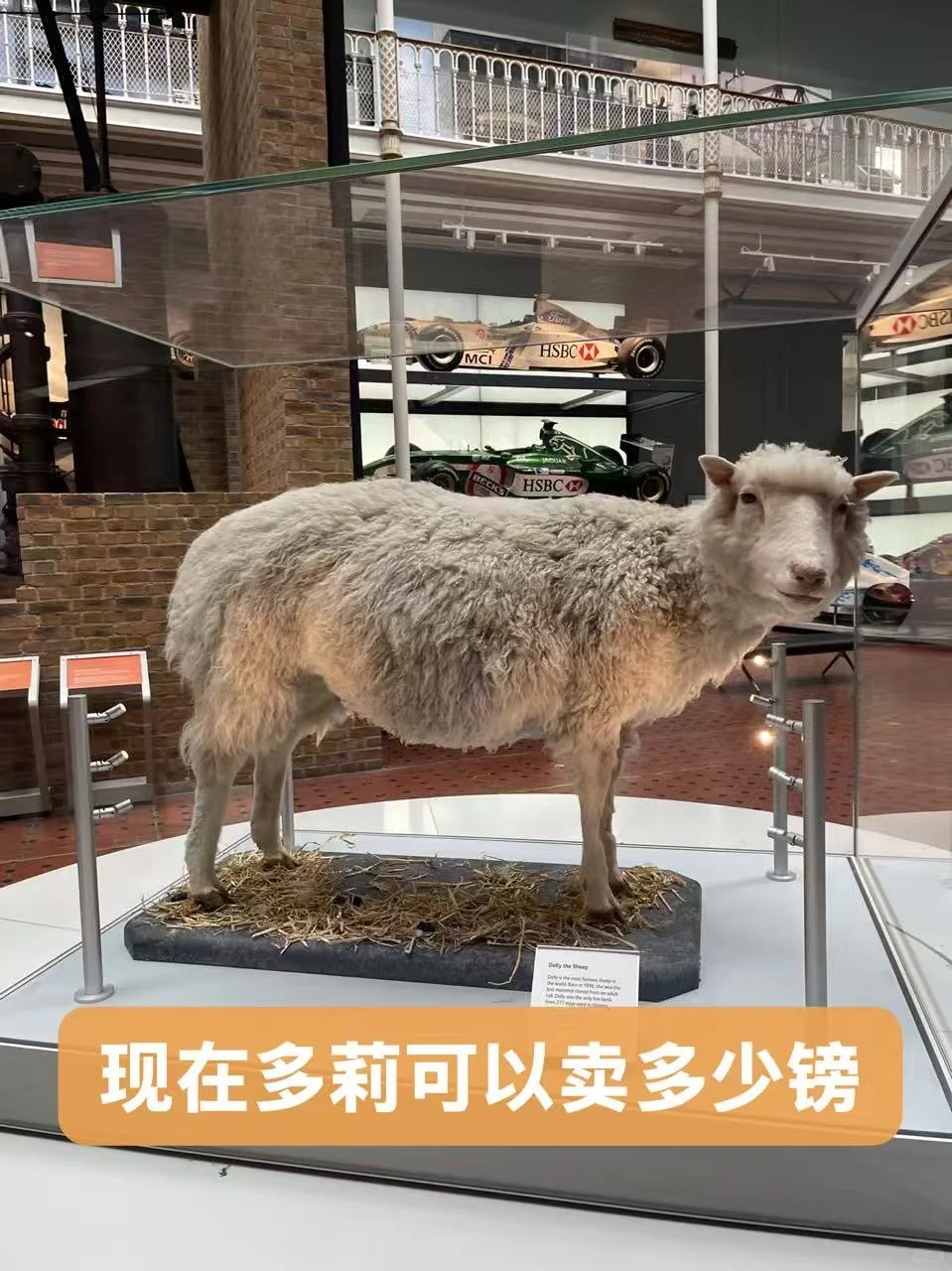 大胆做梦：苏格兰的克隆羊多莉，拍卖能卖多少